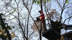 Алматыда  алты мың ағаш кесіледі