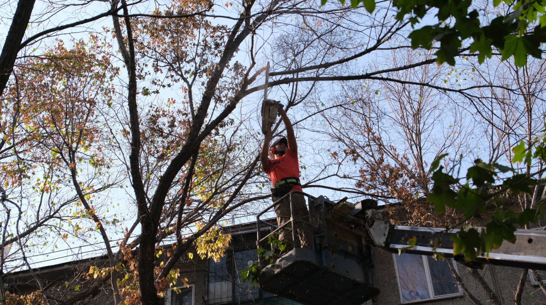 «Алматы Жазы» акциясы аясында Алматыда 5200-ден астам ағаш санитарлық мақсатта кесілді