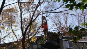 «Алматы Жазы» акциясы аясында Алматыда 5200-ден астам ағаш санитарлық мақсатта кесілді