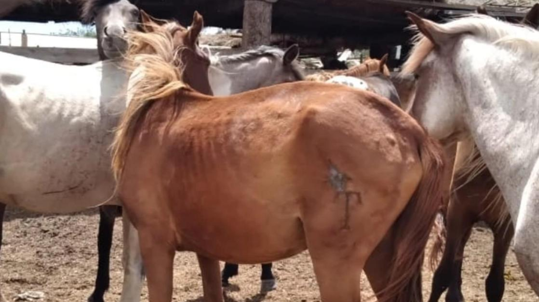 100 жылқыны жоқ қылған жылқышы