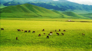 Суық жұлдыз айы келе жатыр