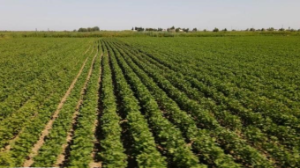 Биыл елімізде 580 мың тоннаға жуық ерте пісетін көкөніс жинау жоспарлануда