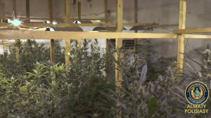 Алматыда ірі есірткі зертханасы жойылды 