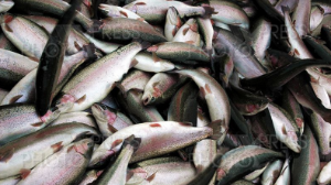 Балық ауласаңыз да айыппұл төлейсіз