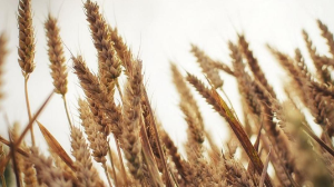 Биыл елімізден 13 млн тонна астық экспортталады