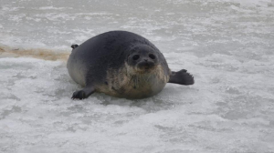 Каспий теңізінің жағалауындағы итбалықтардың мониторингі жалғасуда