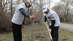 Тазару күні «Оңтүстік» саябағына жүзден астам ағаш отырғызылды
