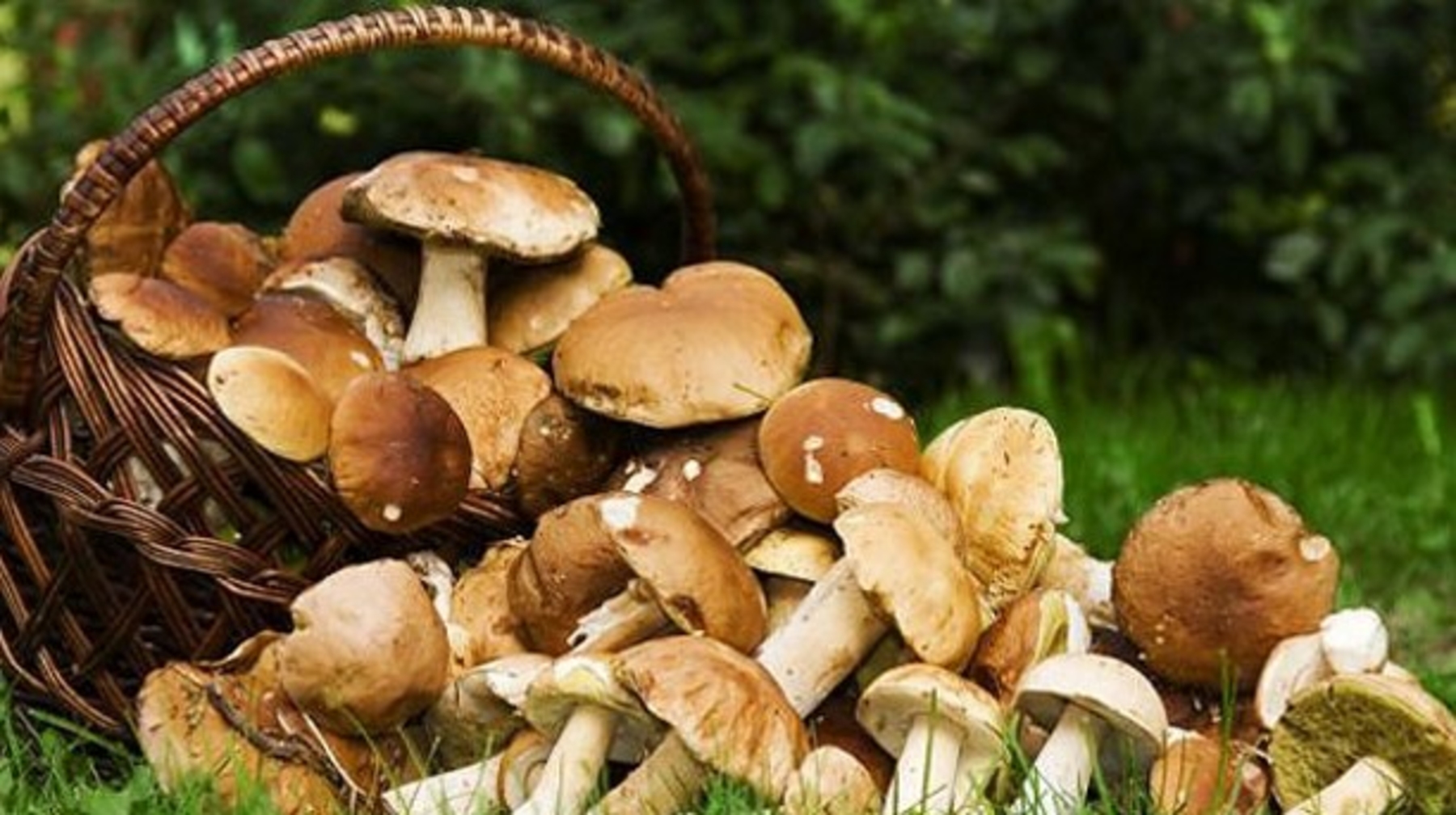 Саңырауқұлақтың адам ағзасына қандай пайдасы бар