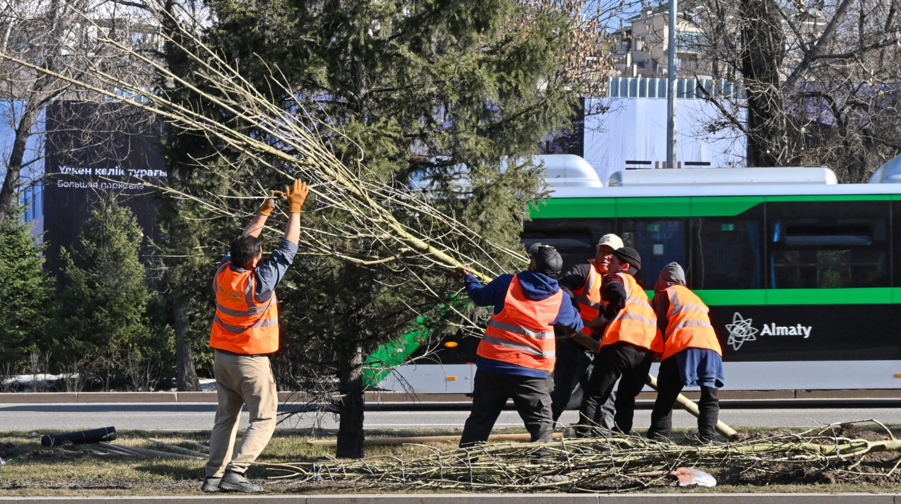 Алматыда әл-Фараби даңғылында 300-ге жуық ірі ағаш отырғызылды