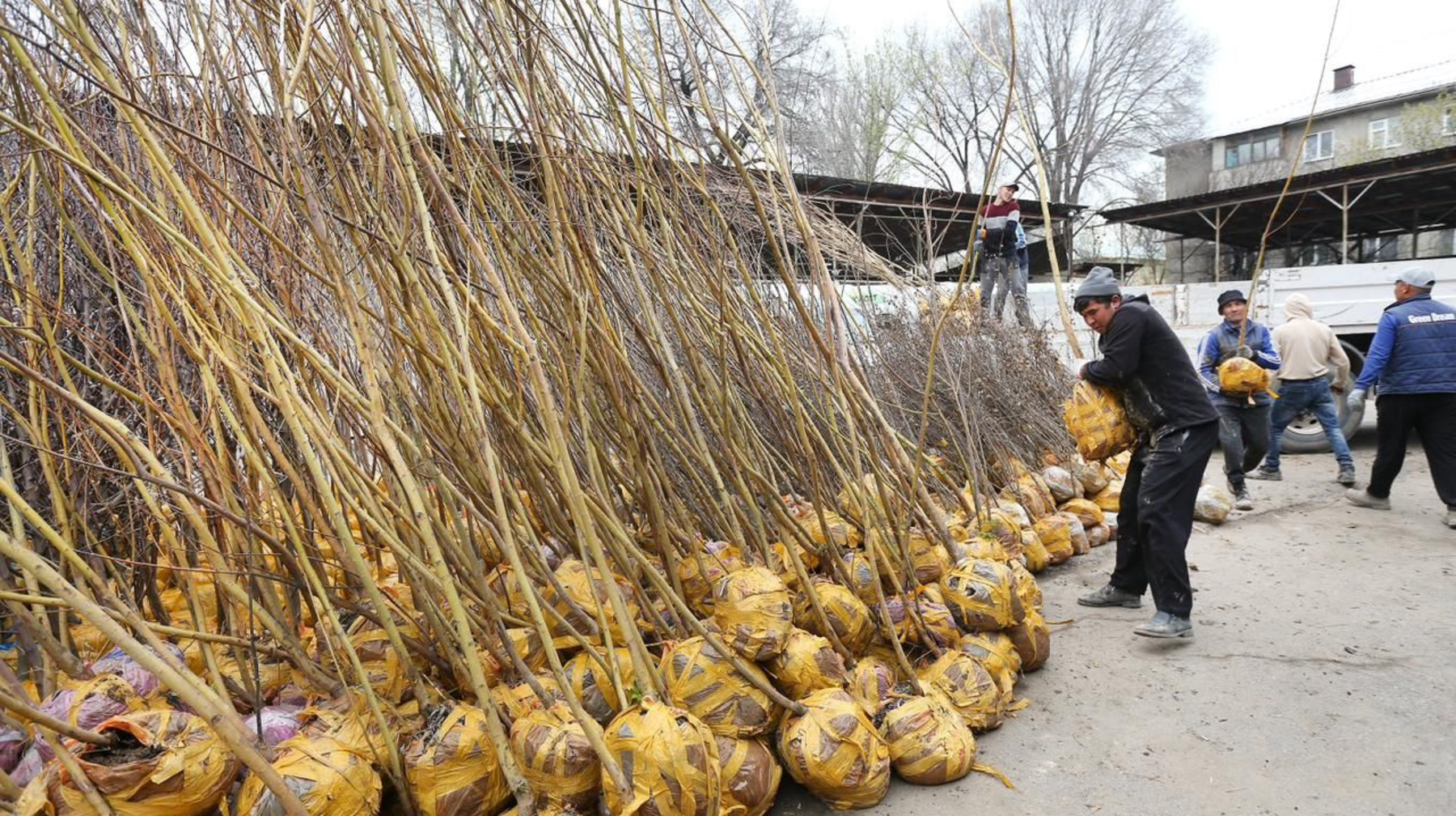 Көгалдандыруға арналған тегін көшеттер: алматылықтар акцияға қалай қатысады?
