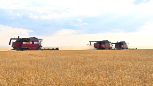 Еліміздегі егіс алқабының көлемі ұлғаяды