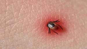 Кененің "күшейетін" кезі келді