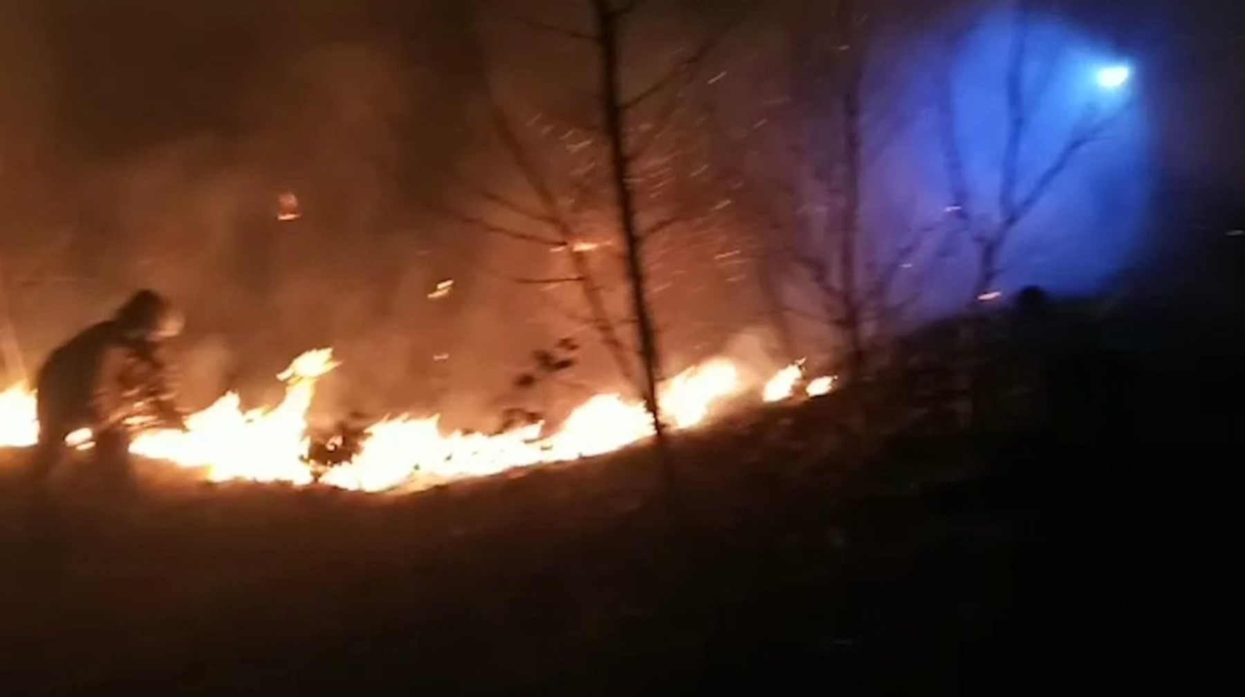 Қазақстанда орман қоры 5 жылда 100 мың гектарға кеміген