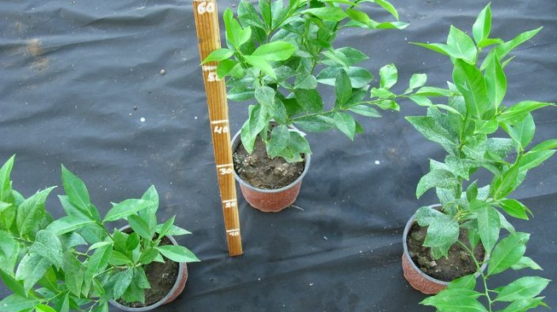 «Халал» терминін орынсыз қолданған тұлғаға айыппұл салынды