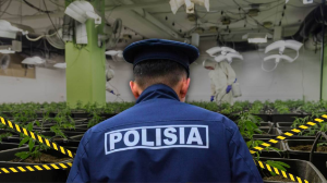 Алматыда марихуананың ірі партиясы тәркіленді 