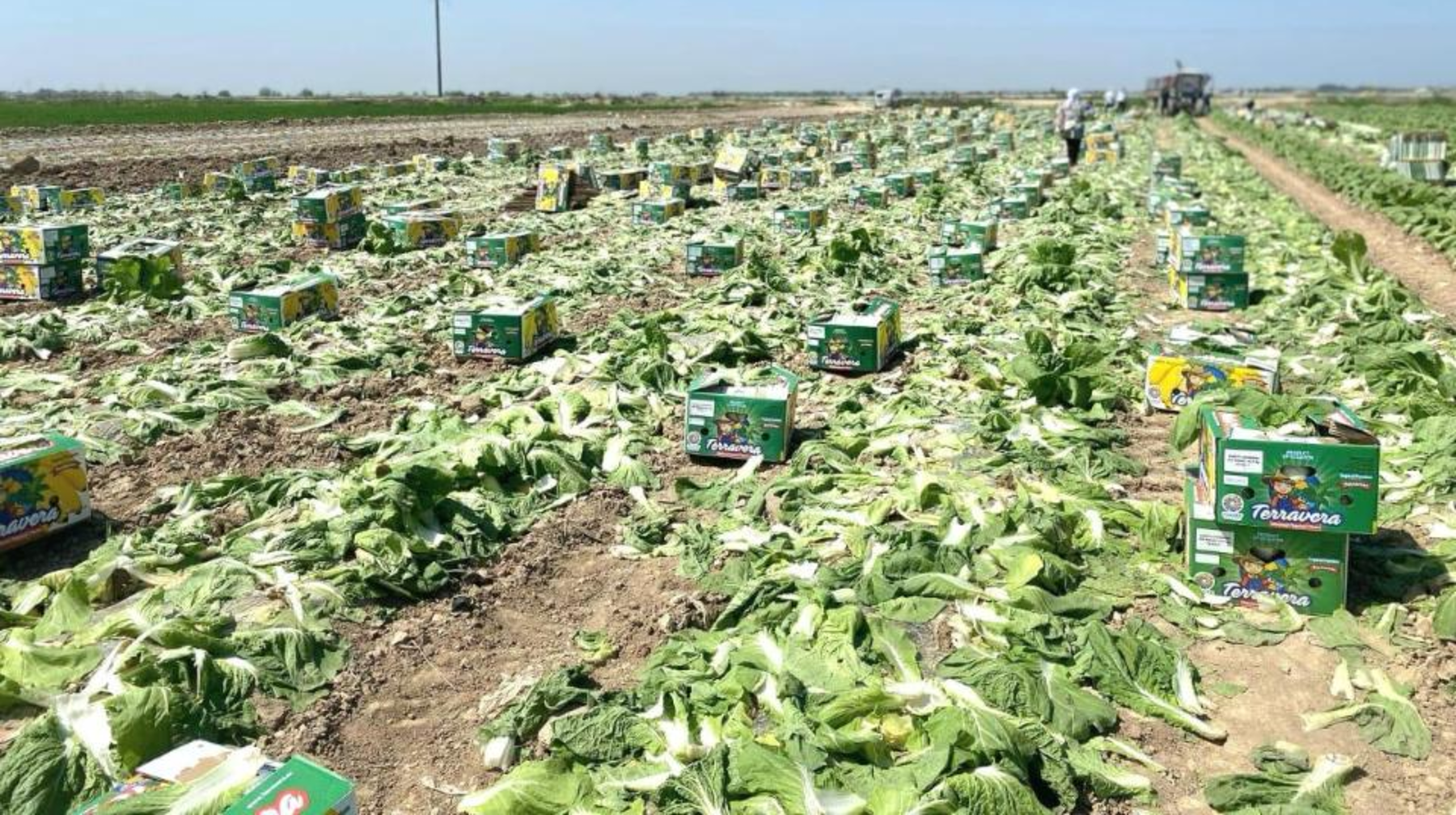 Түркістандық диқандар Ресейге қырыққабаттың алғашқы партиясын экспорттады