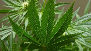 Қазақстанда техникалық мақсаттағы қарасораны өсіруге рұқсат берілмек