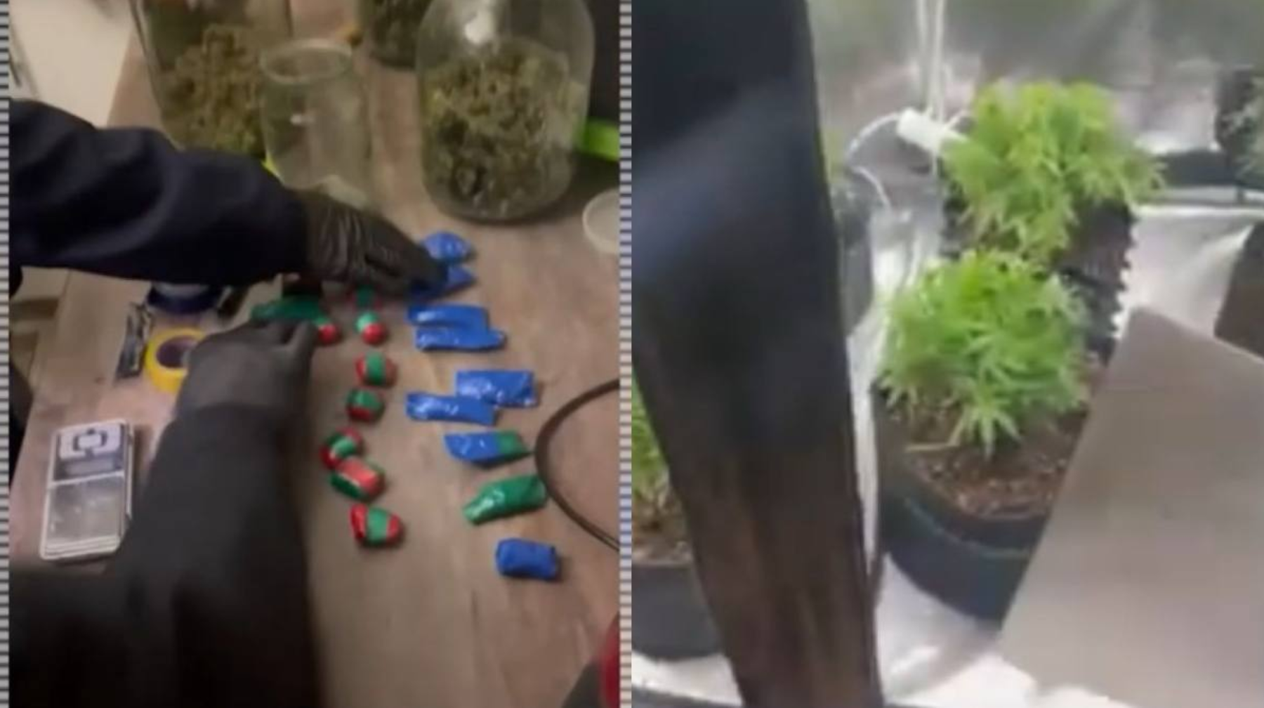 Алматыда марихуана өсіретін фитозертхана анықталды 