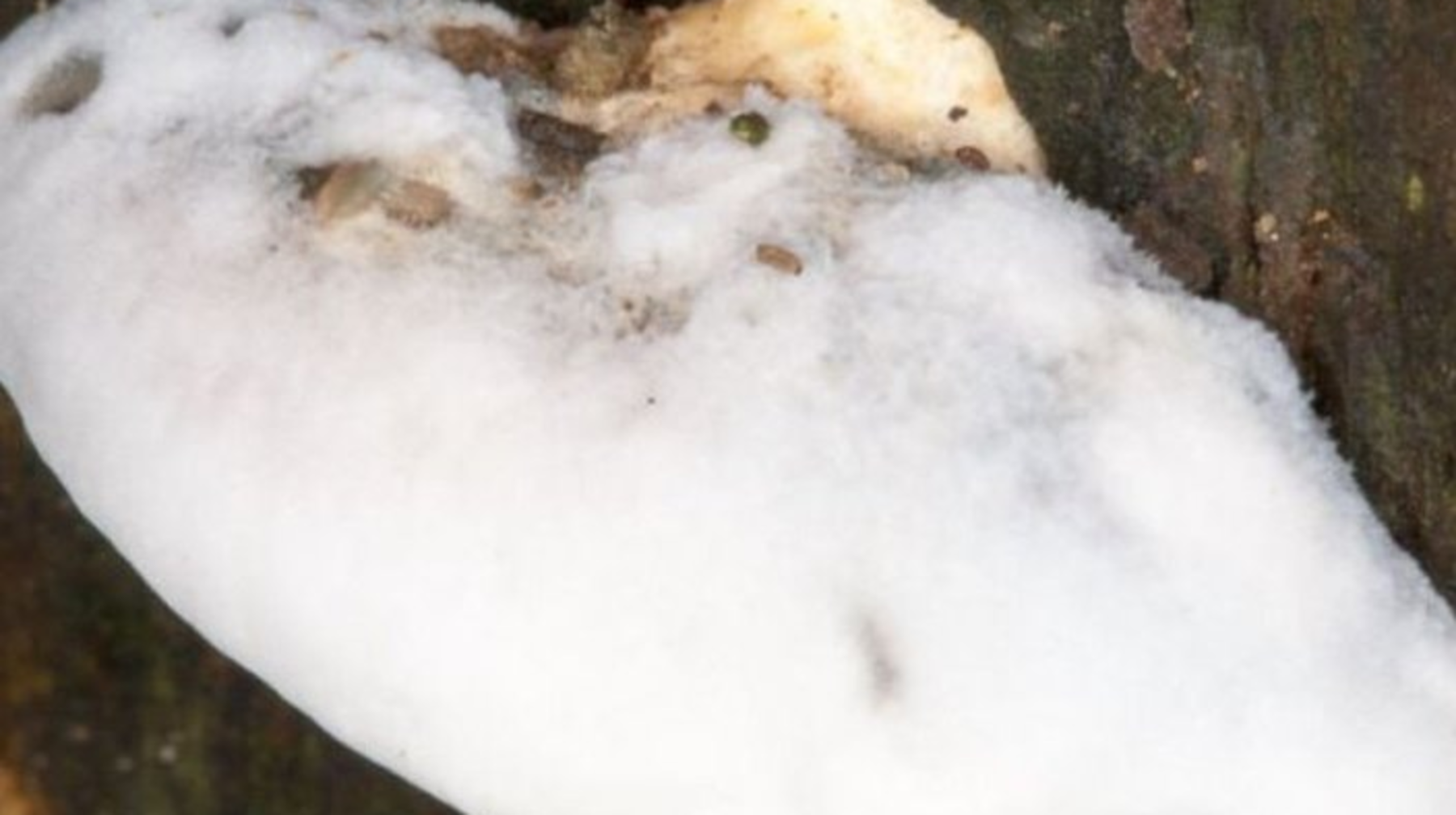 Планетадағы ең ащы дәм табылды