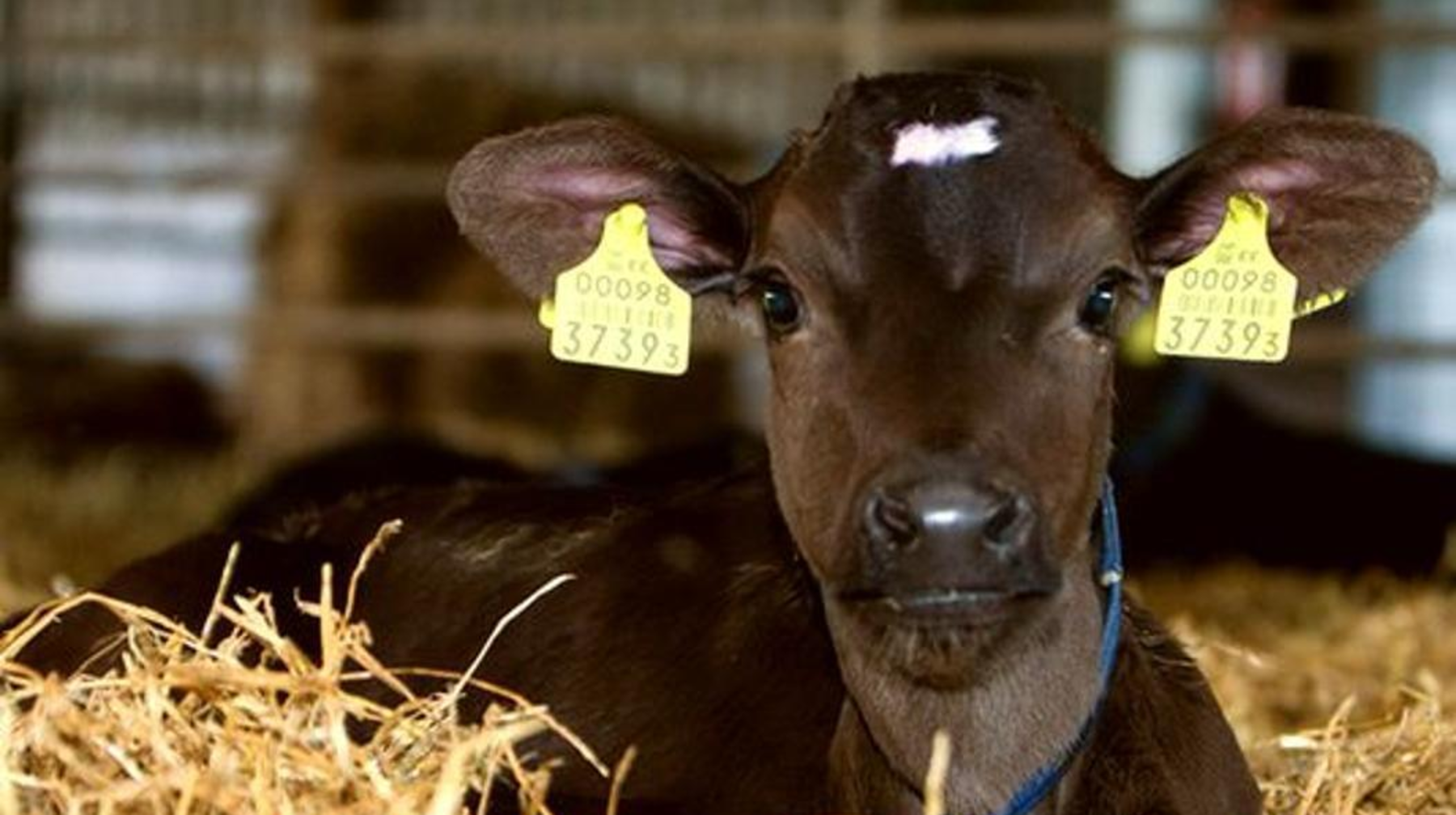 Ауыл шаруашылығы жануарлары бойынша деректер базасы жаңартылды