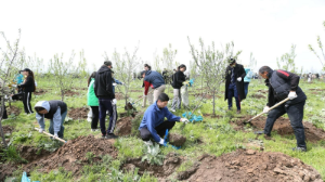 Алматыда «Таза Қазақстан» акциясы аясында 19 мыңнан аса ағаш отырғызылды