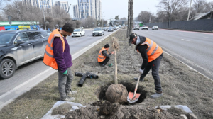Әл-Фараби даңғылын көгалдандыру: көлік кептелісін азайту үшін жұмыстар кесте бойынша жүргізілуде
