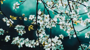 Алдағы күндері ауа райы ысиды 