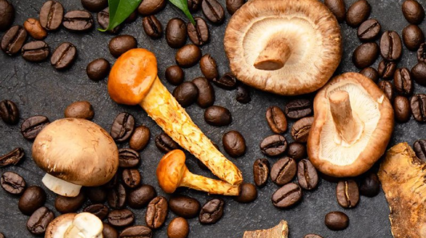 Саңырауқұлақ кофе – денсаулыққа пайдалы жаңа үрдіс пе?