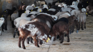 Ақмола облысында ірі мал шаруашылығы жобалары іске асырылуда