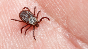 Кенелер қаптап барады. Демалушылар нені білу керек?