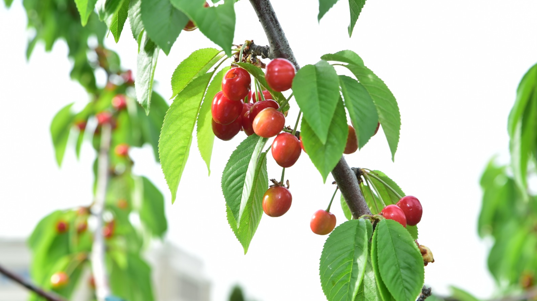 ҚазҰУ-да сакура гүлдеп, ағаштар жеміс берді