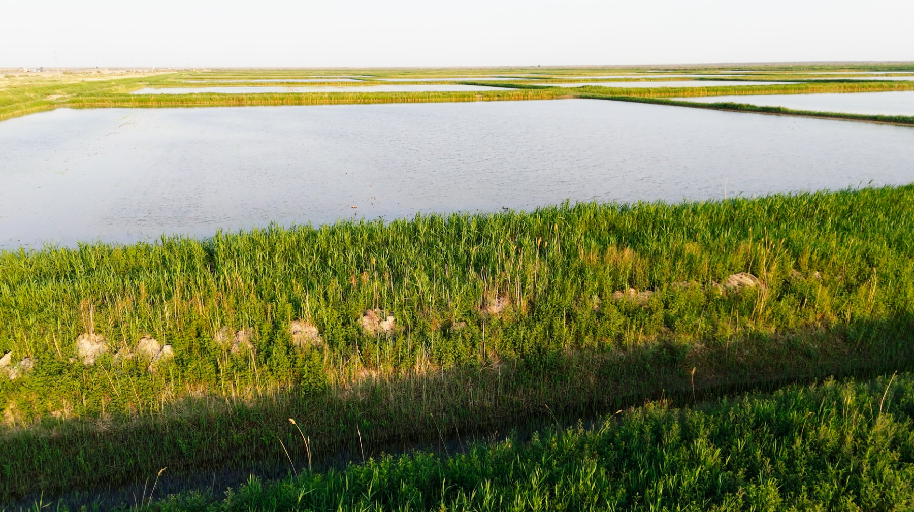 Қызылорда облысында 15 мың гектардан астам егістік жер қалпына келтірілді 