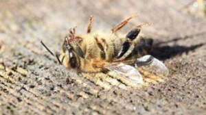  Жылдан жылға әлем бойынша бал аралары азайып келеді