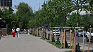 Алматыда үш жыл ішінде миллионнан астам ағаш отырғызылды