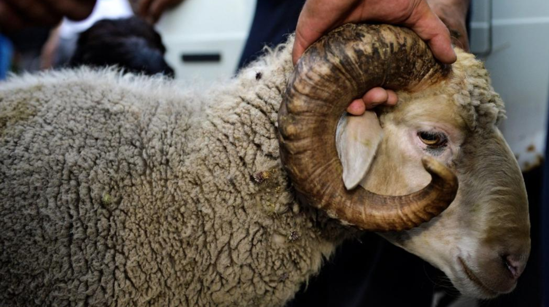 Шек беру дәстүрі: шариғатқа сай ма, мәні неде?