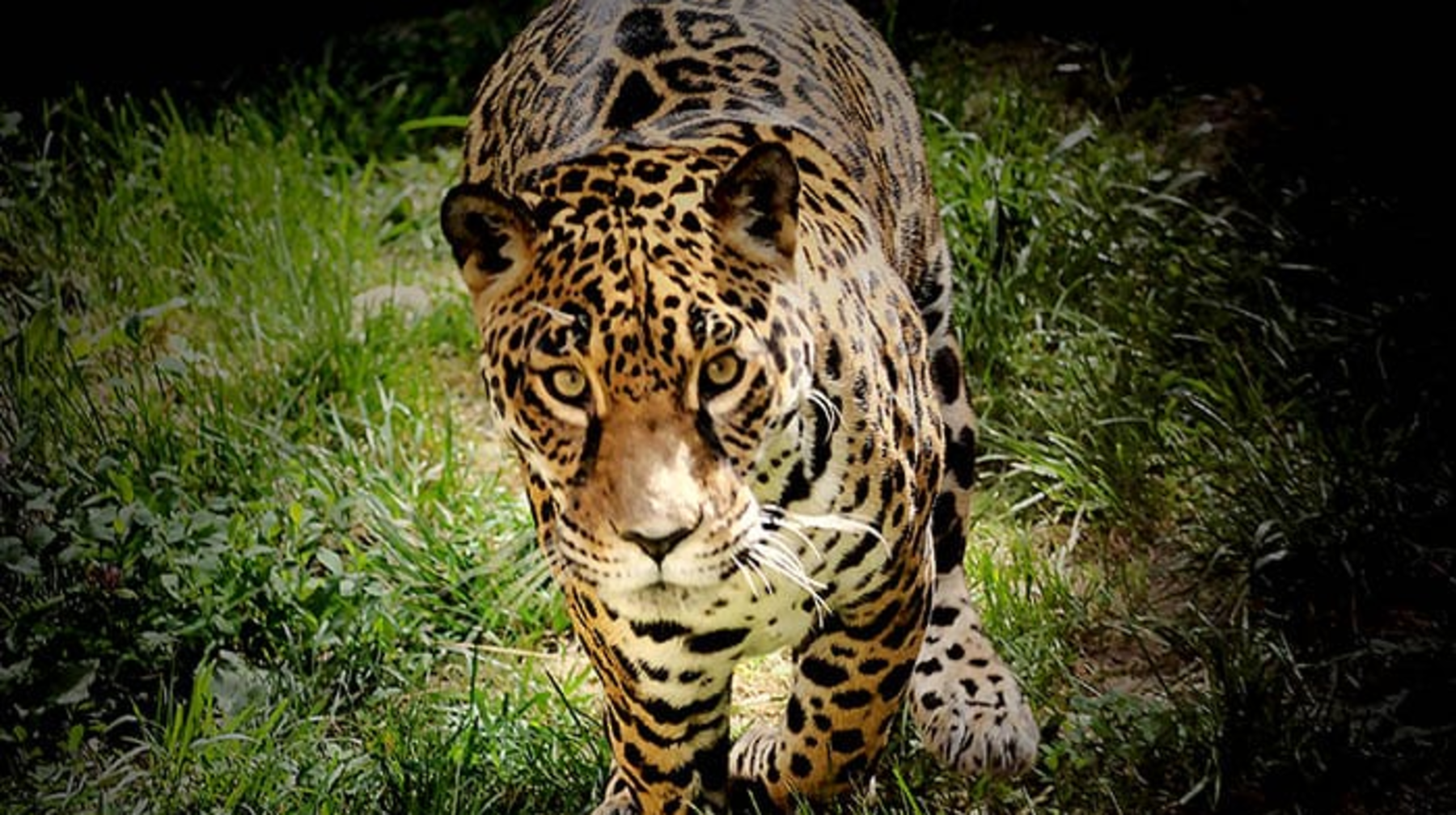 Өмірге деген құштарлық...