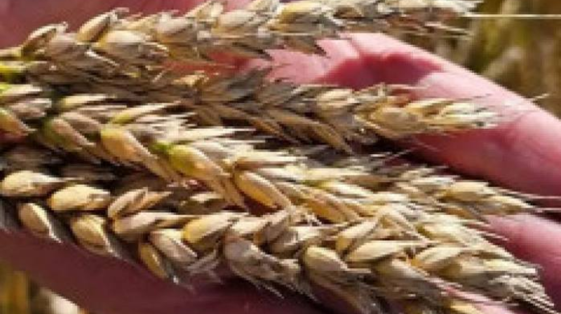 Ғалымдар бидайдың жаңа сұрпын шығарды