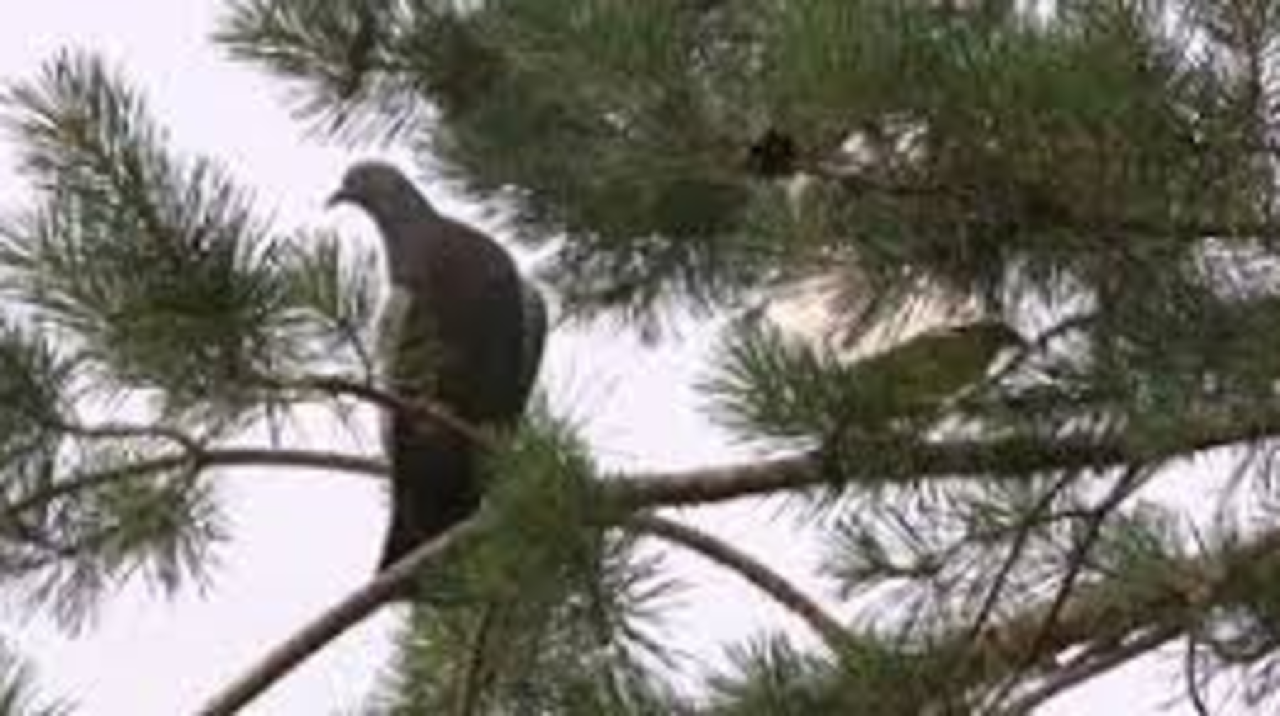 Алматыда құстардың түрлері 3 есе азайған