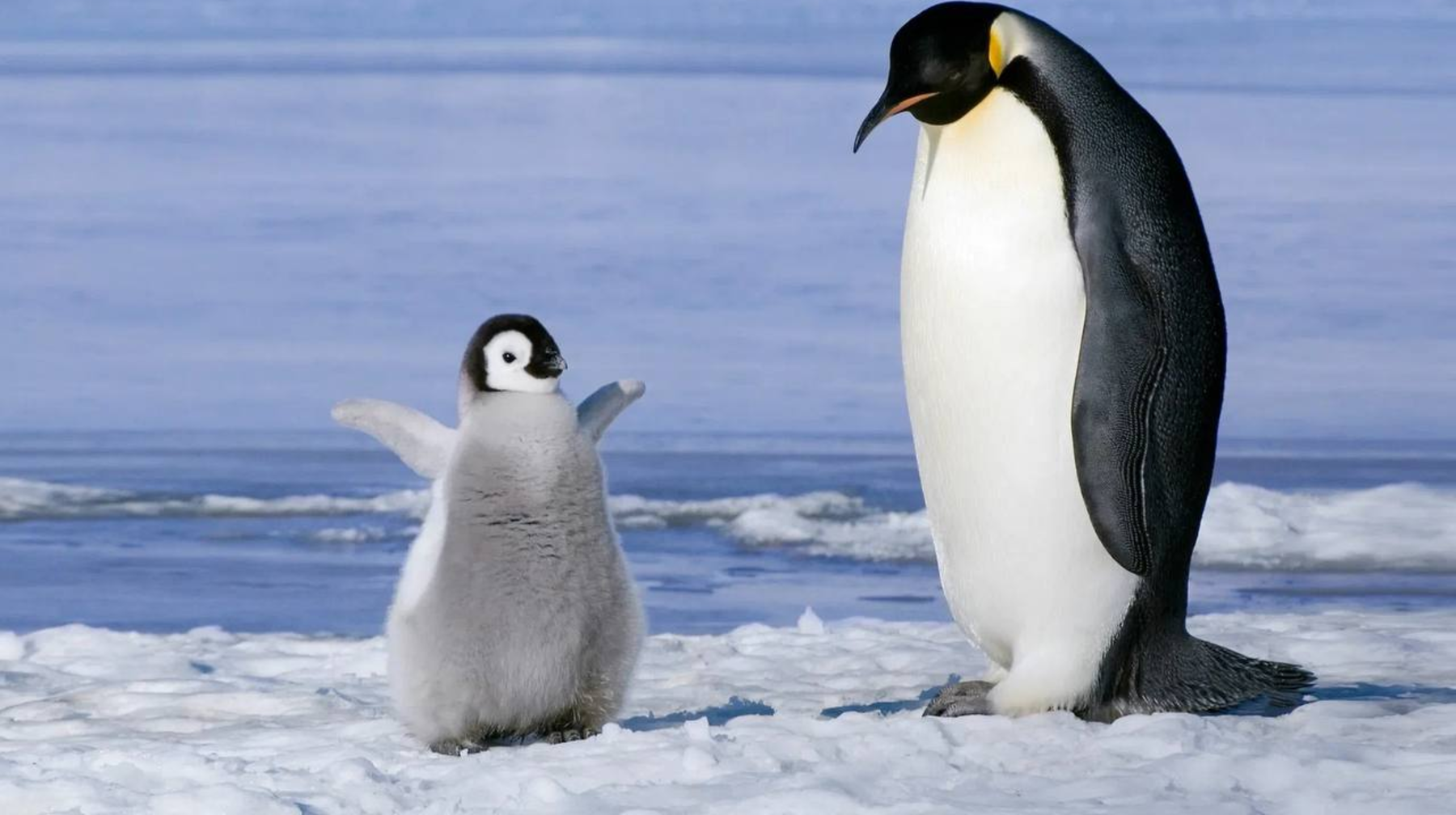 Антарктидада пингвин азайды 