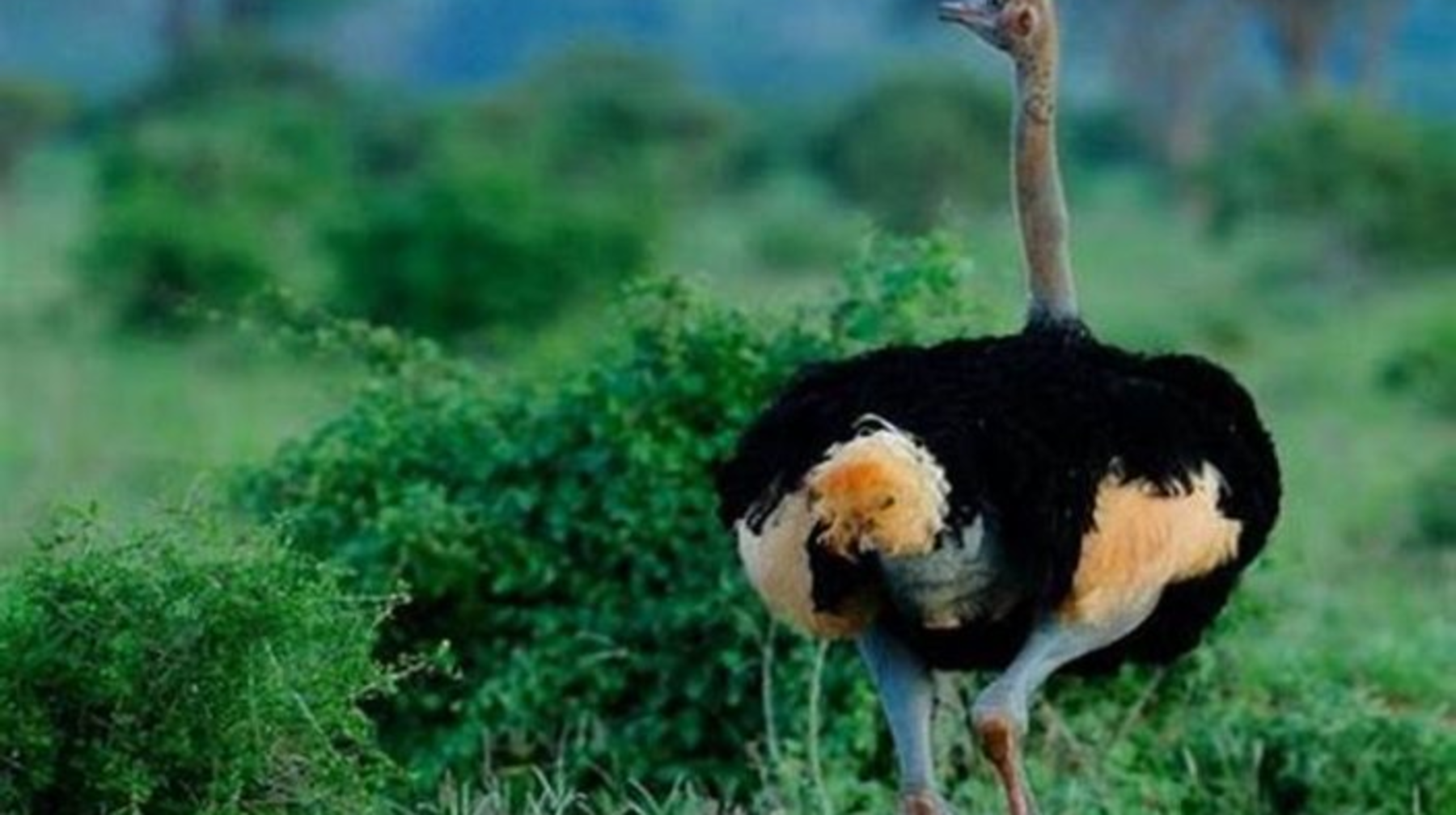 Жарты ғасырда жабайы табиғаттың 70 пайыздан астамы жоғалған