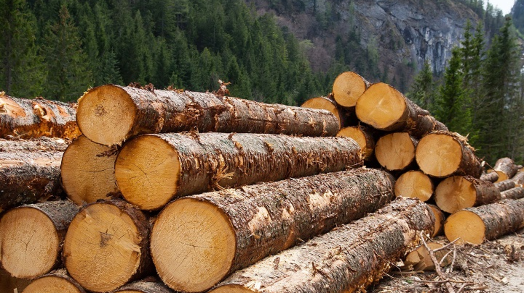 Қазақстанның ағашын әкетуге тыйым салынды