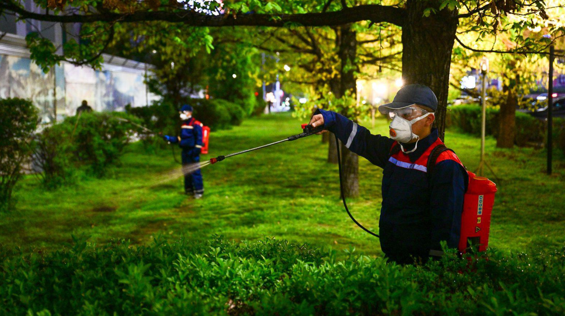 Алматыда  күн сайын жөке қандаласынан ағаштар өңделіп жатыр