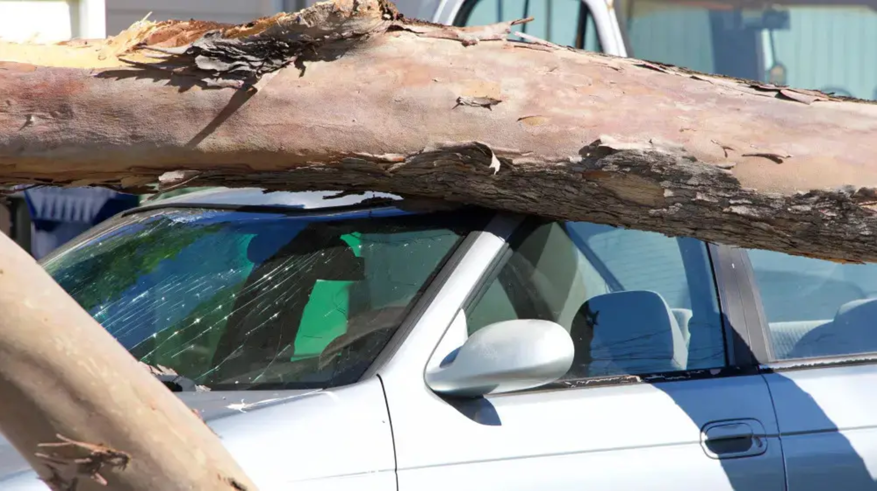 Көліктің үстіне ағаш құласа не істеу керек?