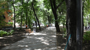 Үстіне ағаш құлаған алматылық әйел қаза тапты