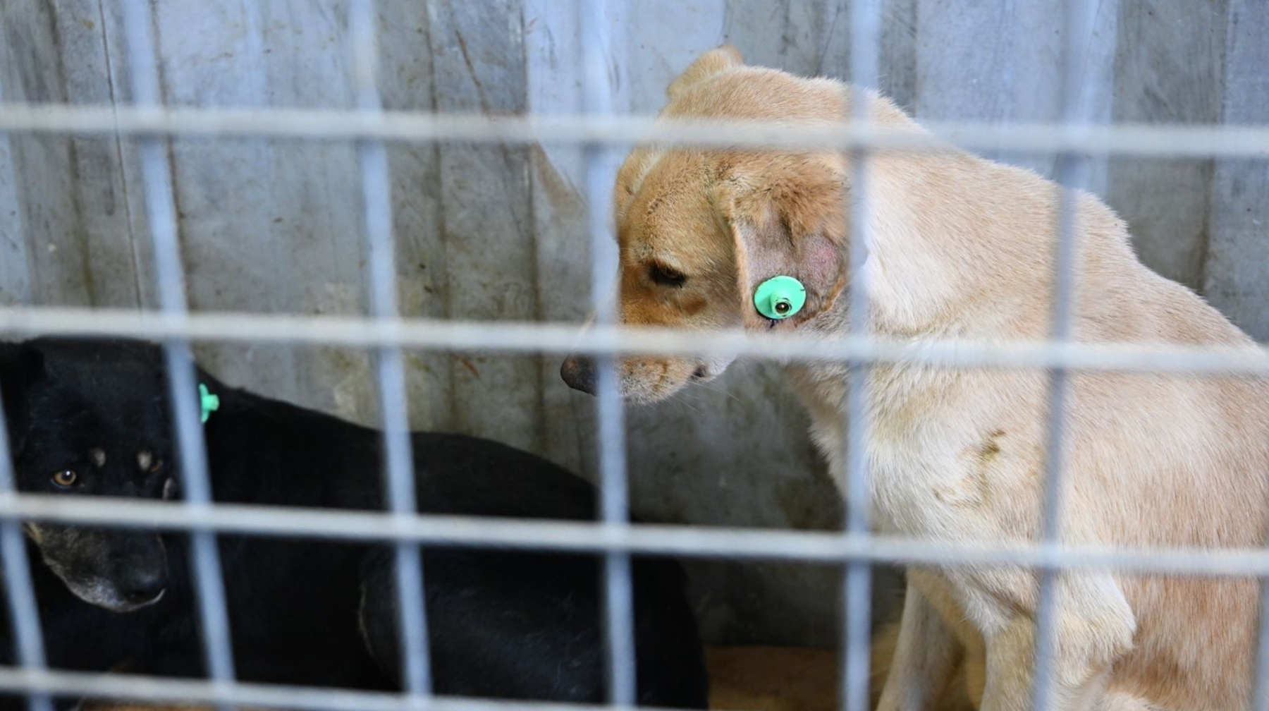 Алматыда үй жануарларын тегін чиптеу бағдарламасы басталды