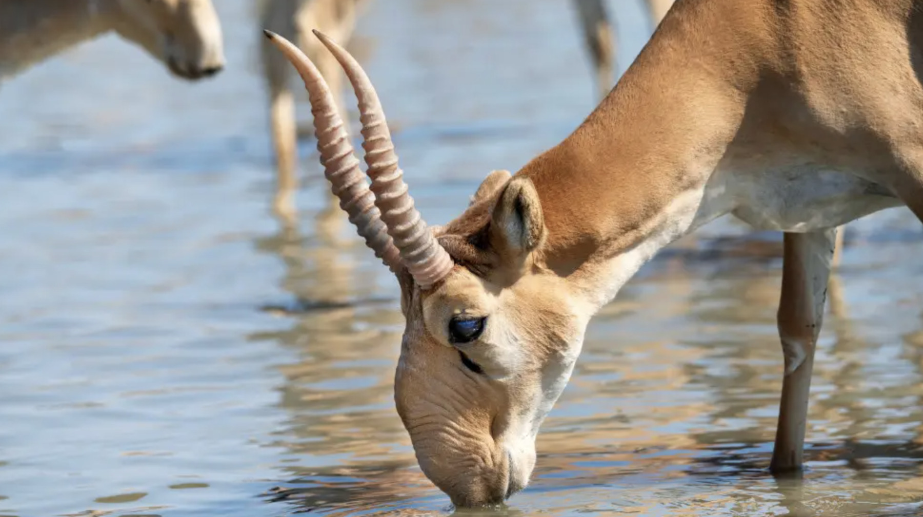 Ақбөкен етінен ауру жұқтыру мүмкін бе? Министрлік жауап берді