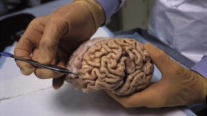 Ең майлы орган: мидың біз мән бермейтін мүмкіндіктері