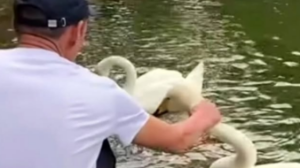 Алматы ботаникалық бағында аққуды мойнынан ұстаған ер адам 7 тәулікке қамалды