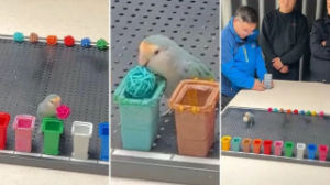 Рекордсмен тотықұс