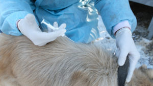 Алматыда пилоттық жоба аясында 200-ден астам жануарға шұғыл ветеринарлық көмек көрсетілді